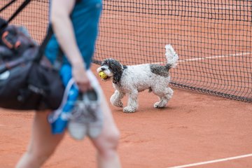 Bild 193 - BL2 THC von Horn und Hamm - Der Club an der Alster : Ergebnis: 0:9